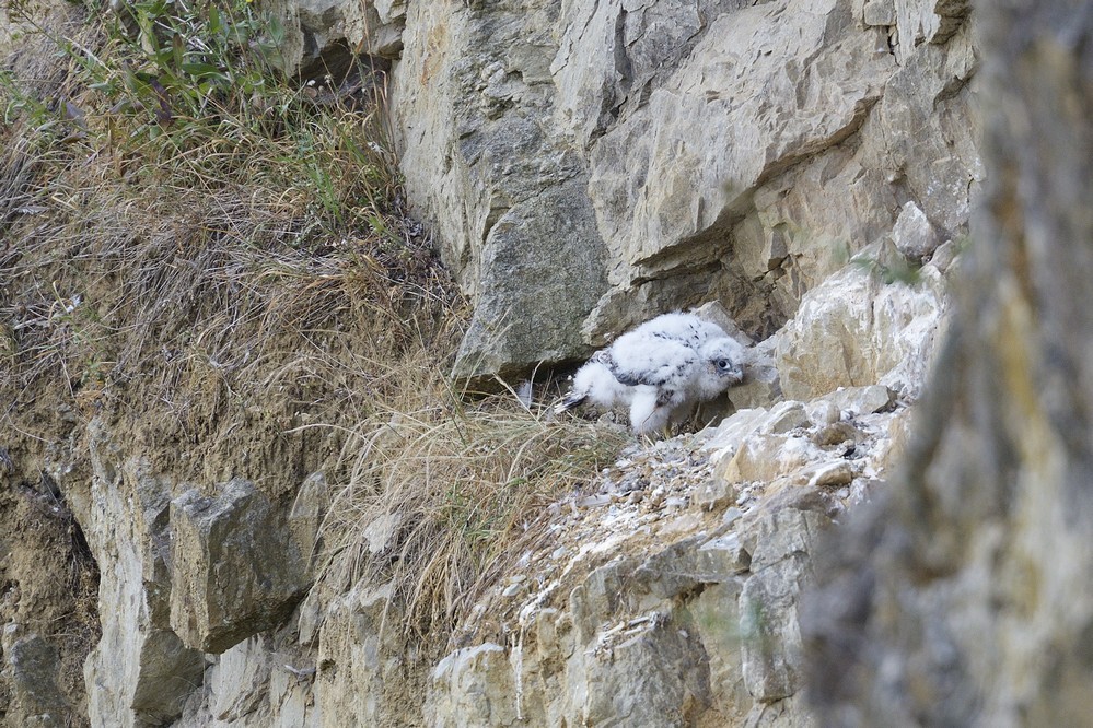 Poussin sur l'aire.