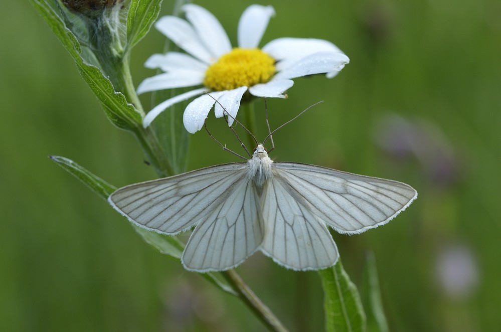 Phalène blanche