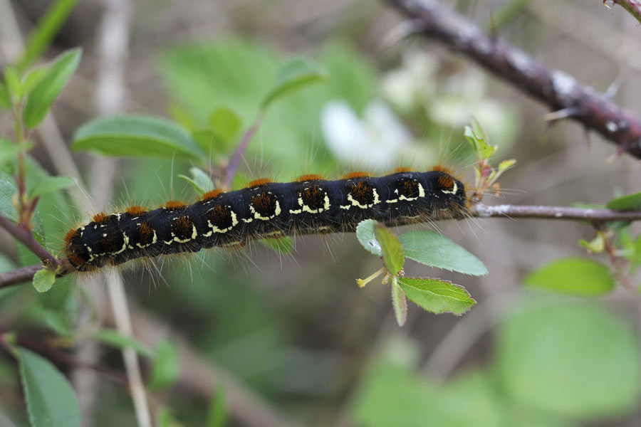 Bombyx laineux(chenille)