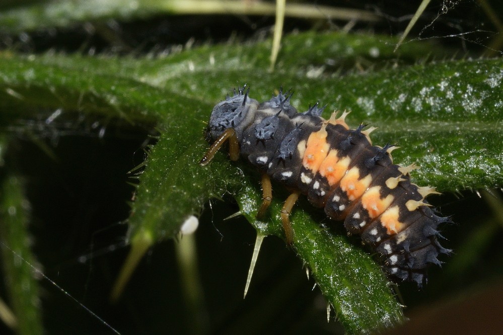 Larve de coccinelle