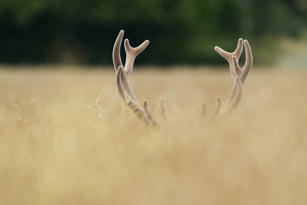 Cerf en velours dans une culture.