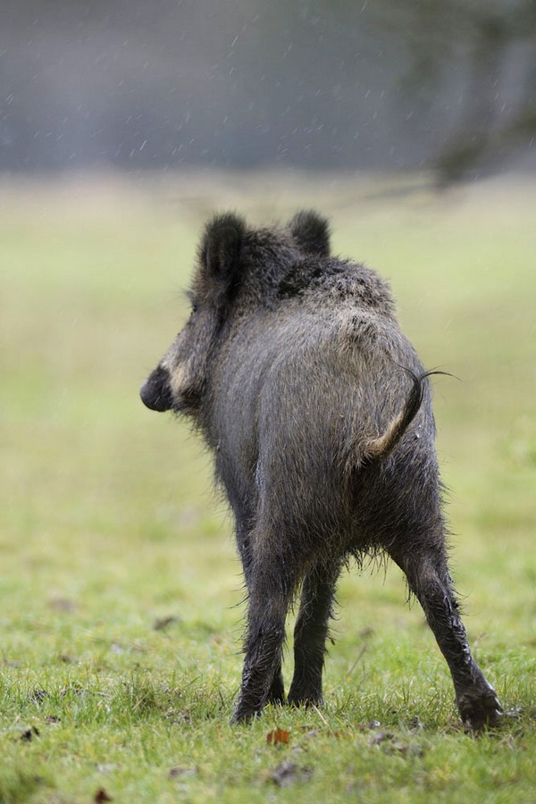 Sanglier sous la pluie