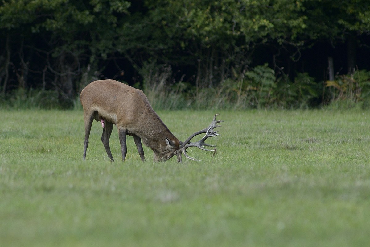 Cerf en phase d'excitation.