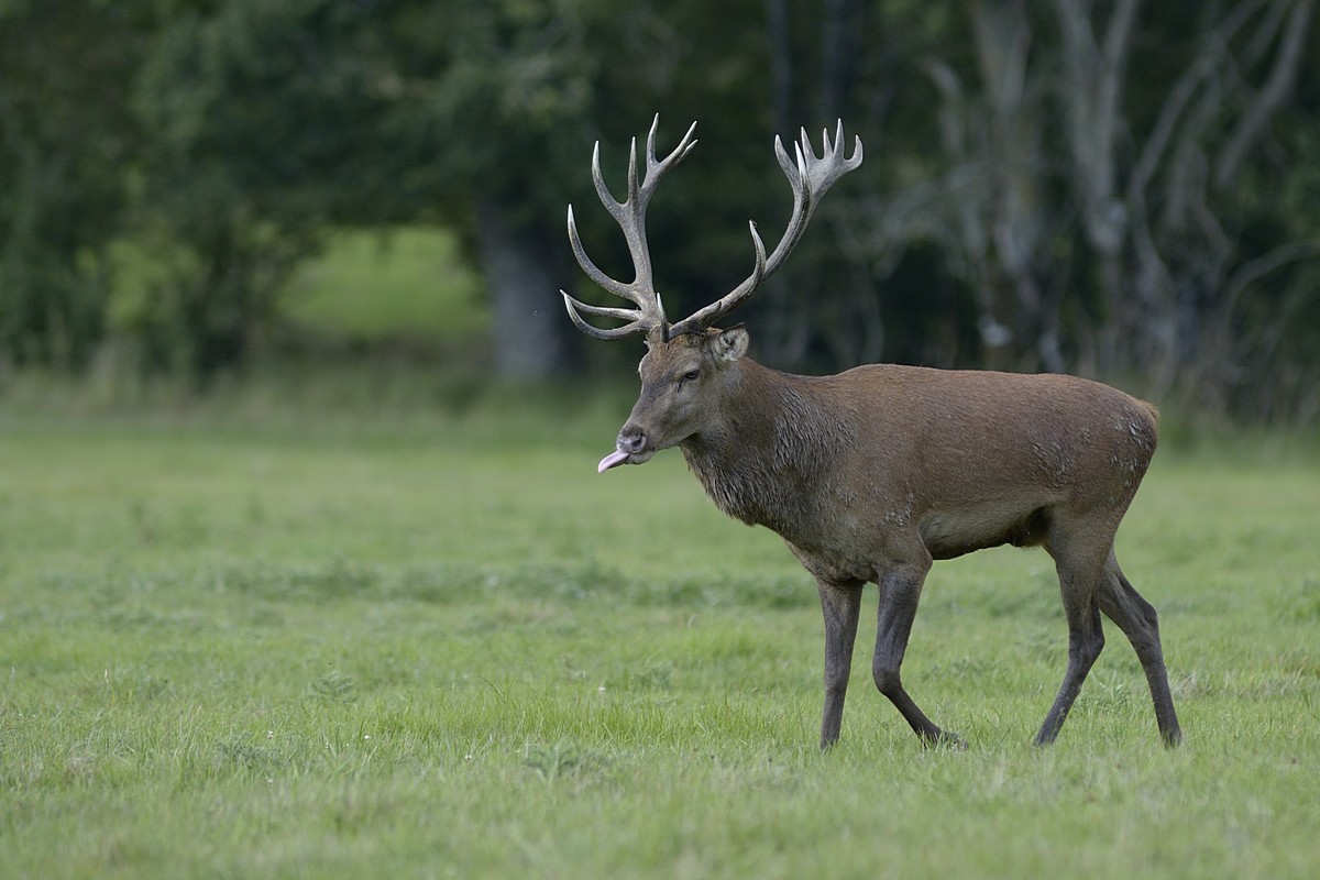 Grand cerf.