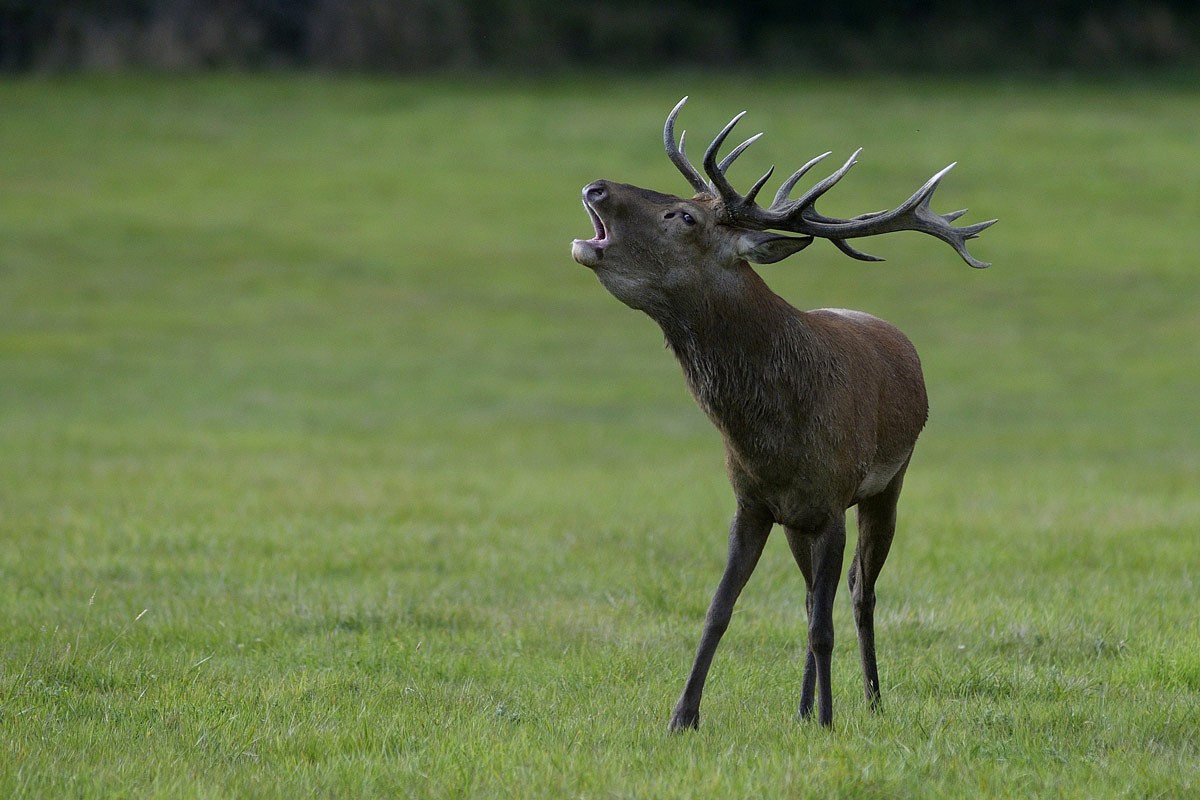 Cerf au brame.