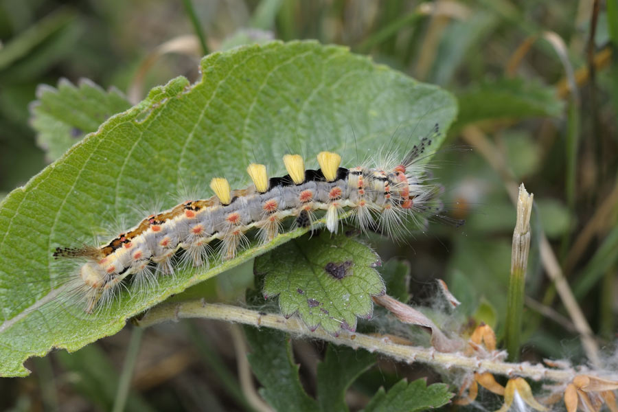 Etoilée (chenille)