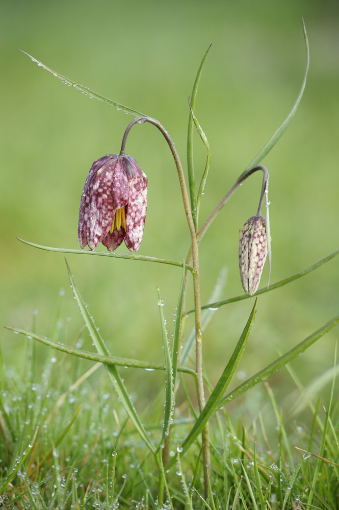 Fritillaire pintade