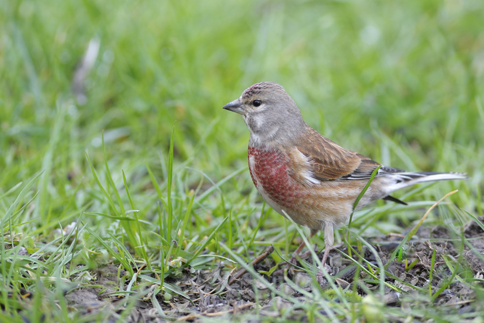 LINOTTE MELODIEUSE