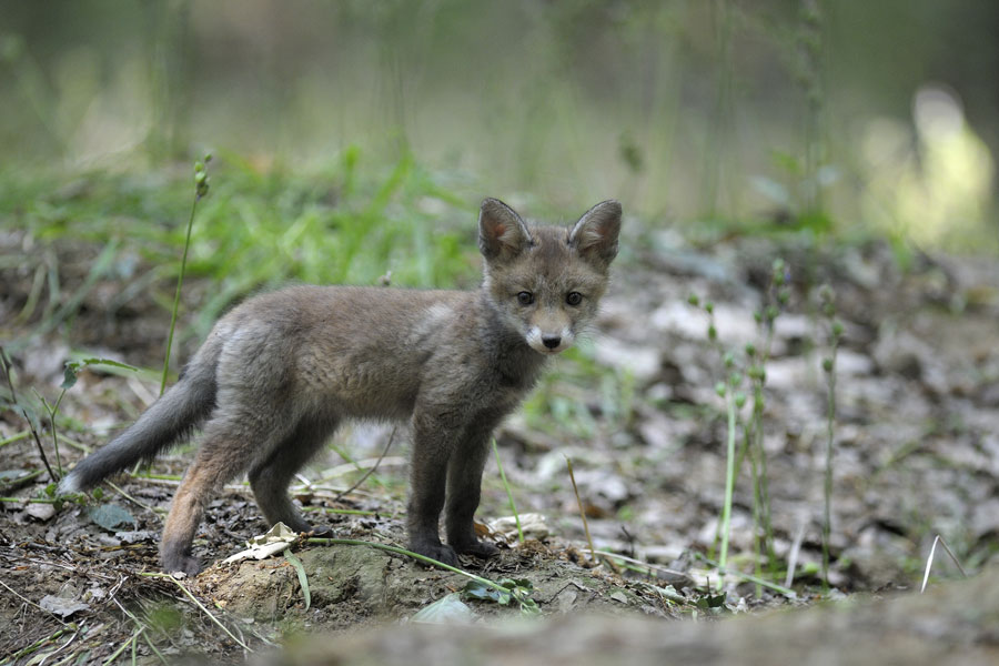 Renard roux ( jeune )