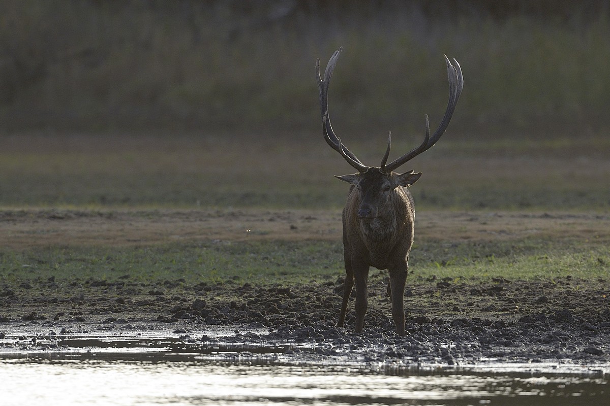 Grand cerf.