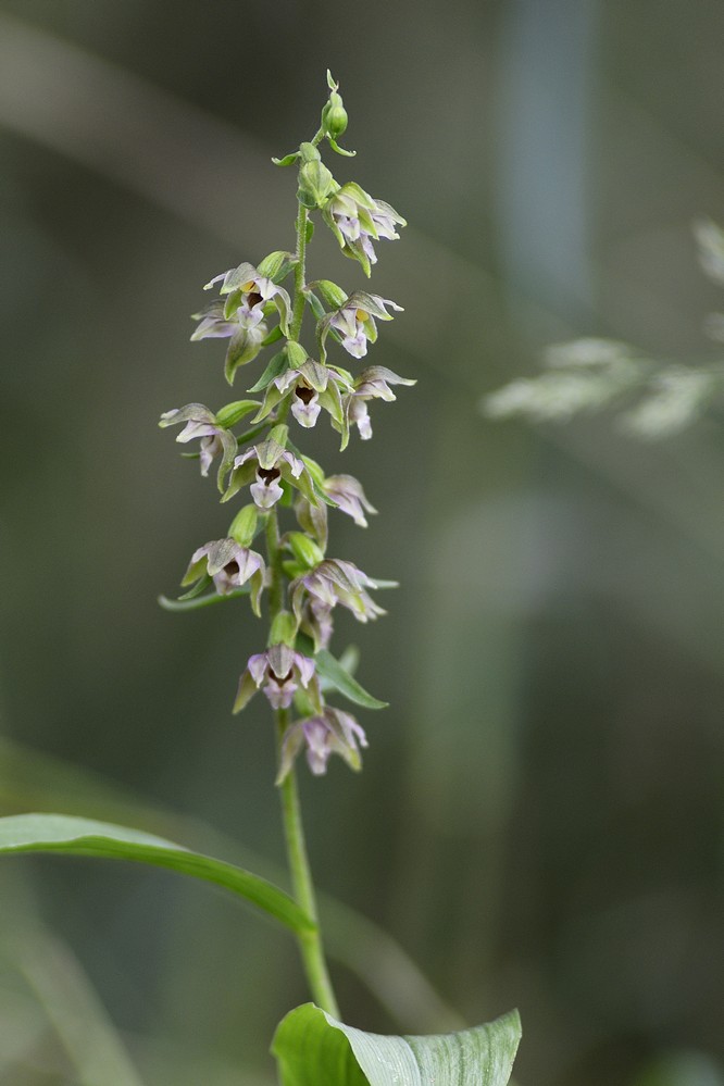 Orchidée sauvage ( épipactis helléborine )