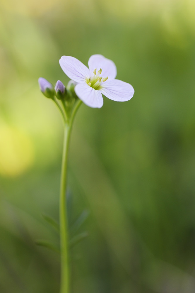 Cardamine