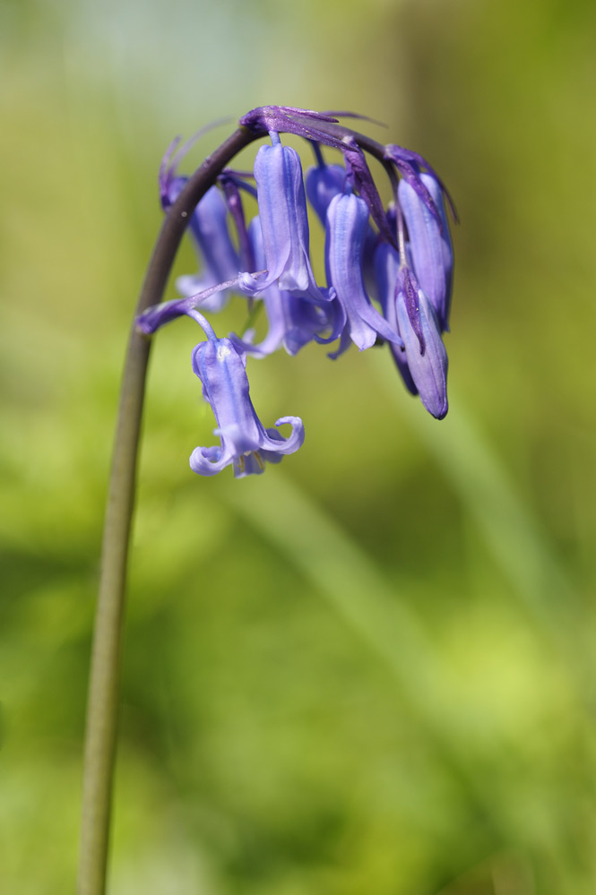 Jacinthe des bois