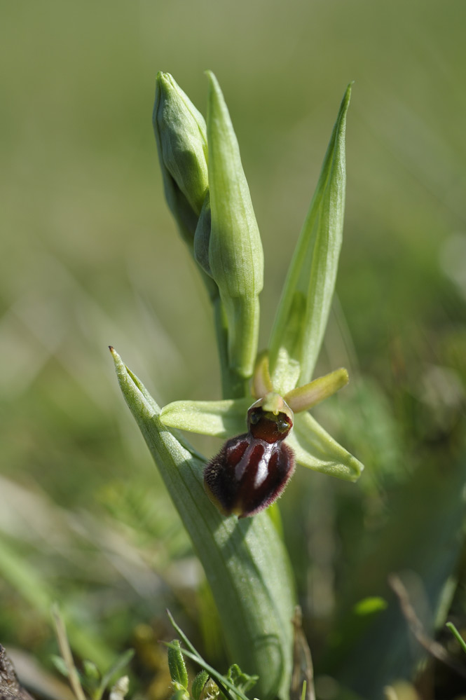 Ophrys sphegodes