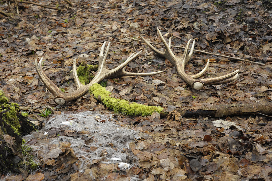 Paire de mues, avec les poils d'hiver du cerf .