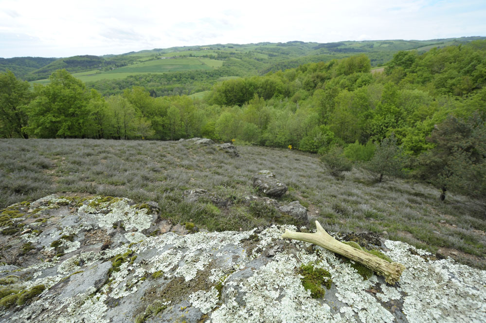 Mue de chevreuil sur les hauteurs du Puy de dôme