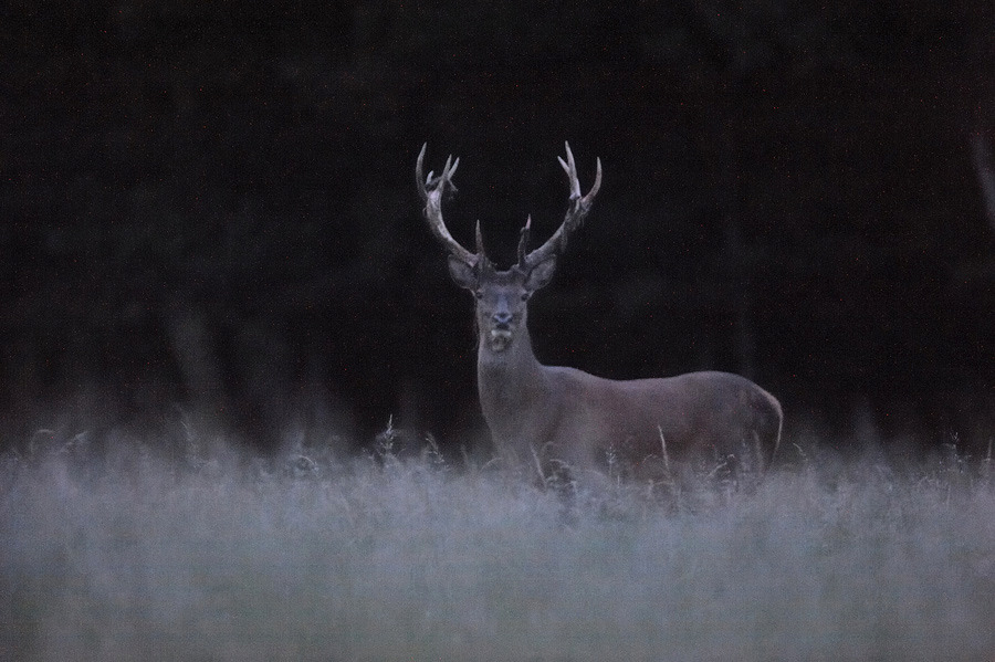 Cerf qui perd ses velours.