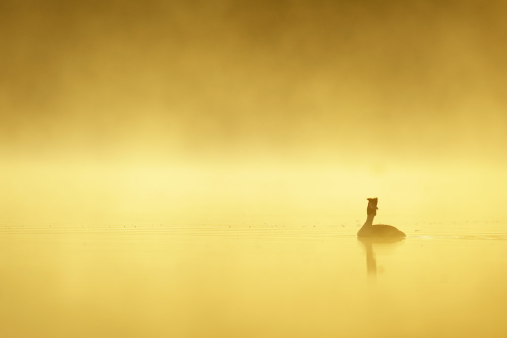 Grèbe huppé dans une lumière de l'aube