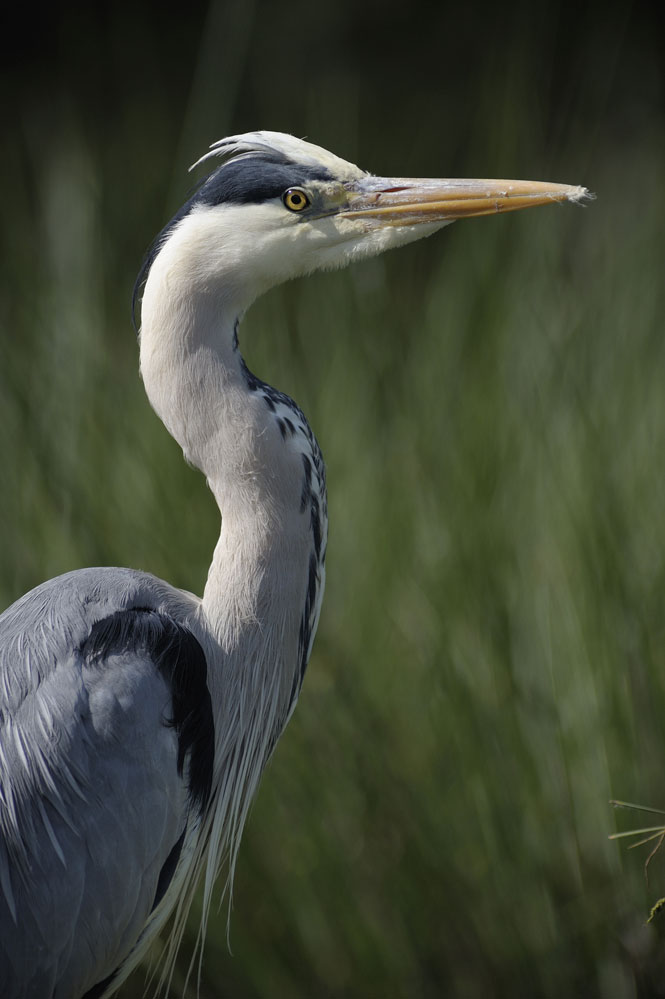 HERON CENDRE