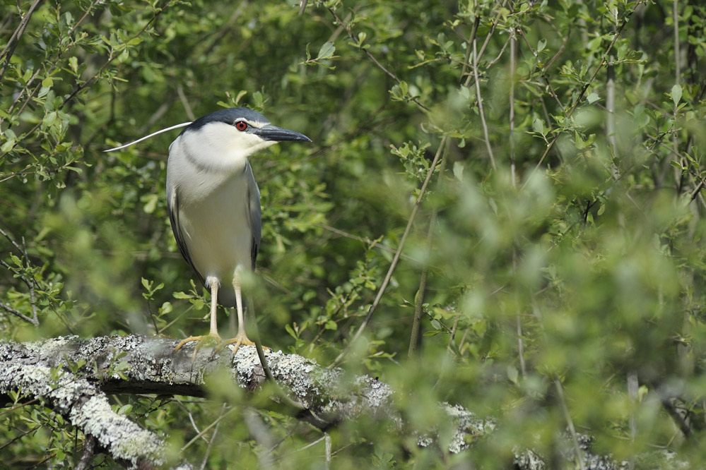 HERON BIHOREAU