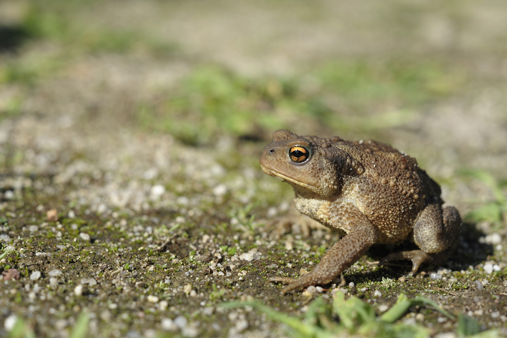 Crapaud commun