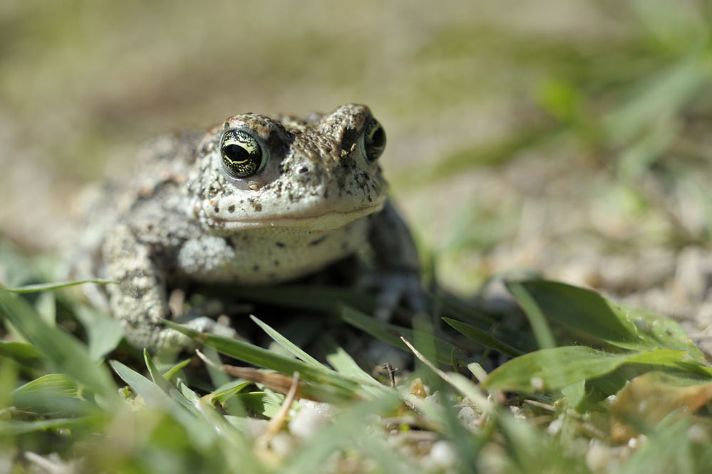 Crapaud calamite