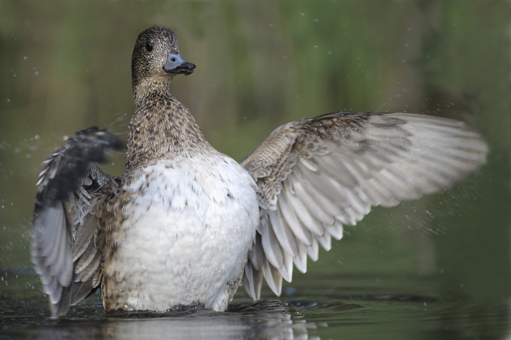 CANARD SIFFLEUR ( femelle )