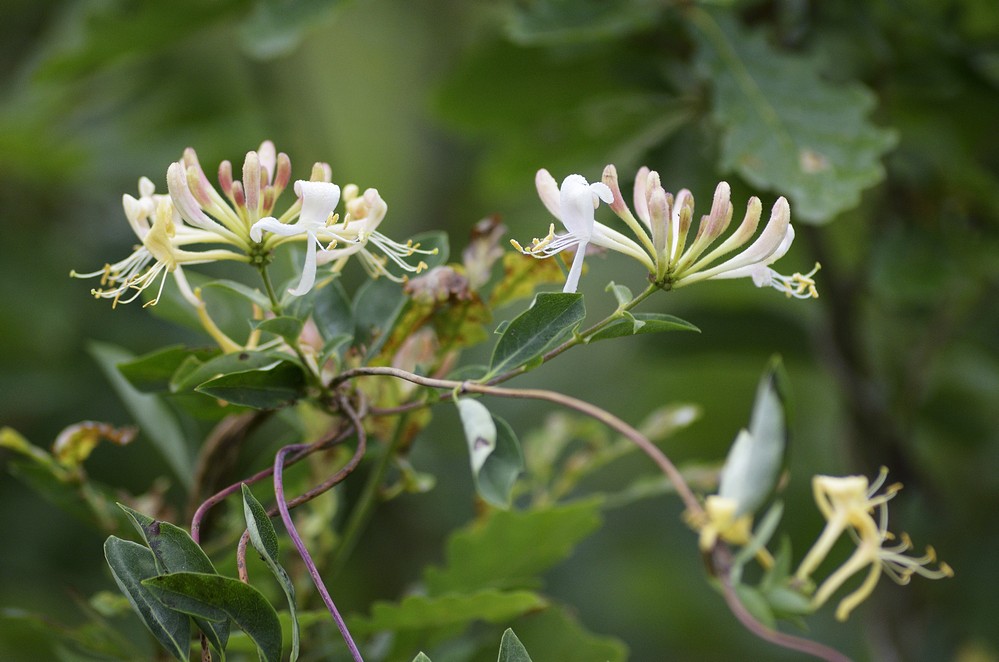 Chèvrefeuille ( fleurs)