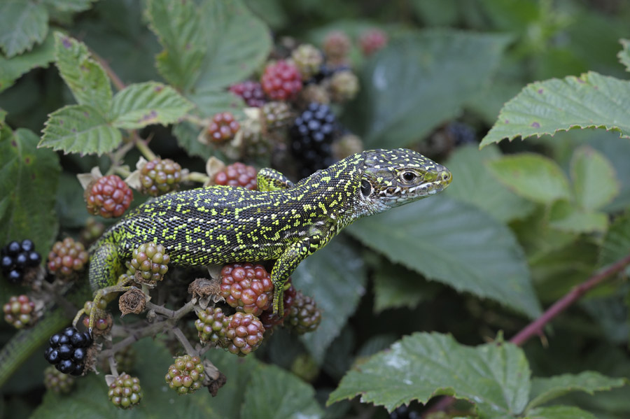 Lézard vert