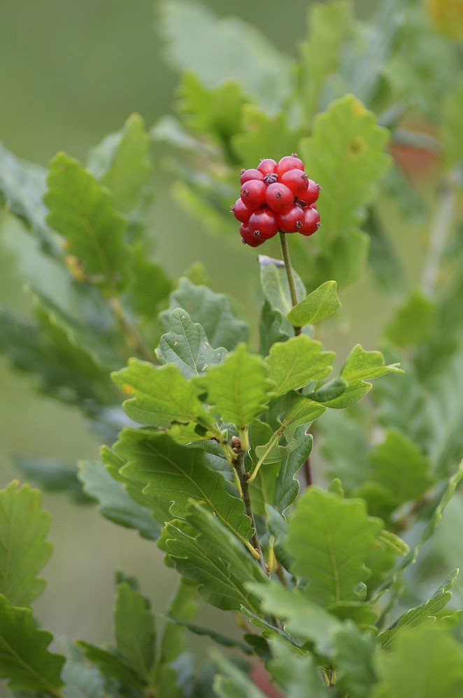 Chèvrefeuille ( fruits)