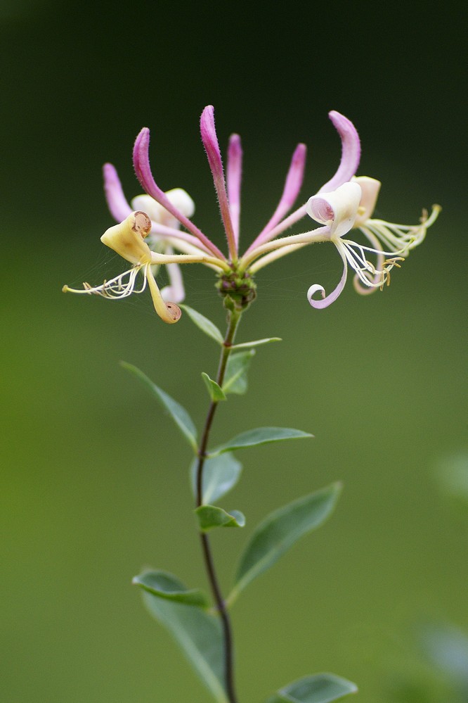 Chèvrefeuille ( fleurs)