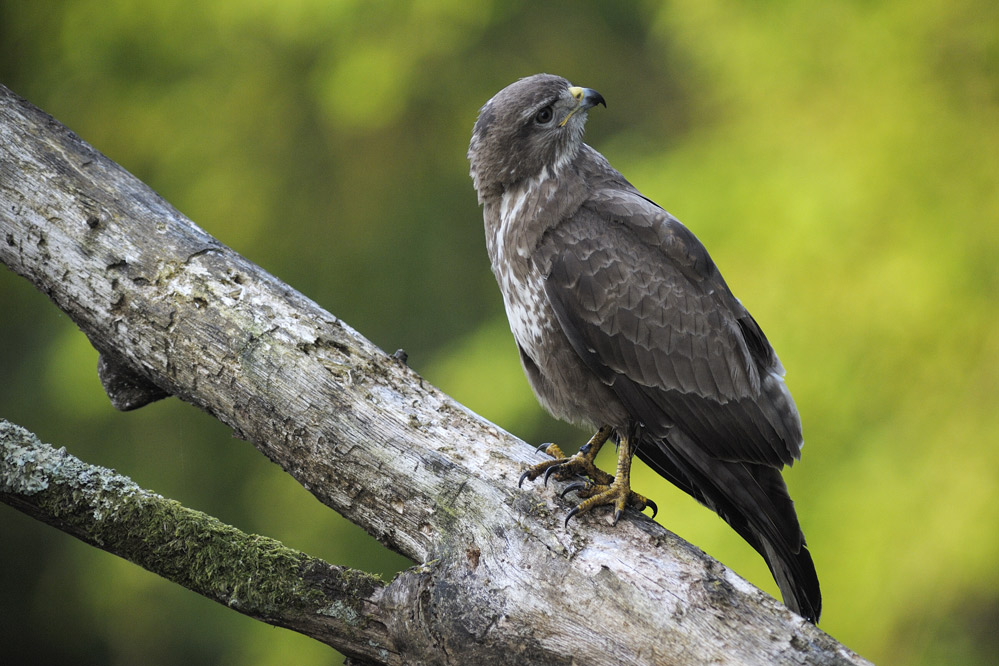 Buse variable