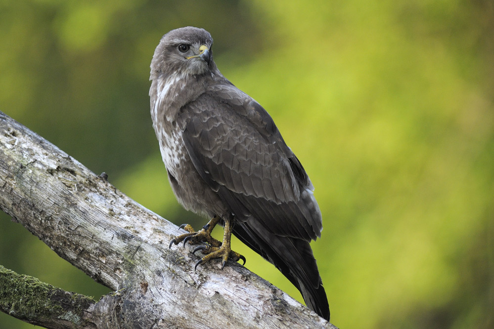 Buse variable