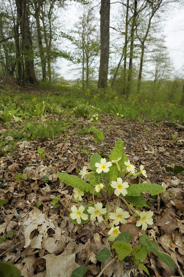 Primevère au printemps