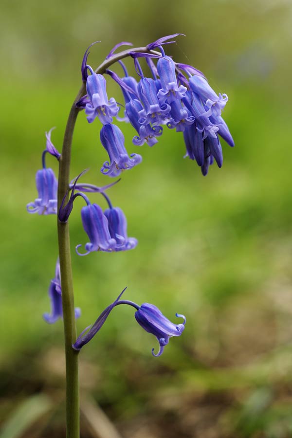 Jacinthe des bois