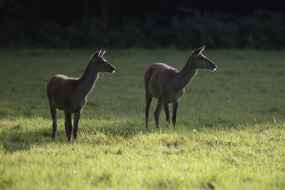 Biche et bichette