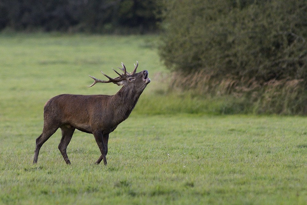 Cerf au brame