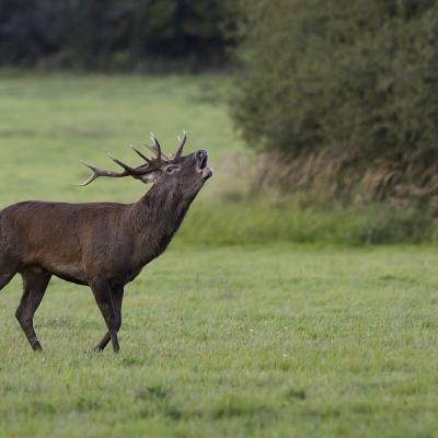 Le brame du cerf ( diaporama ).