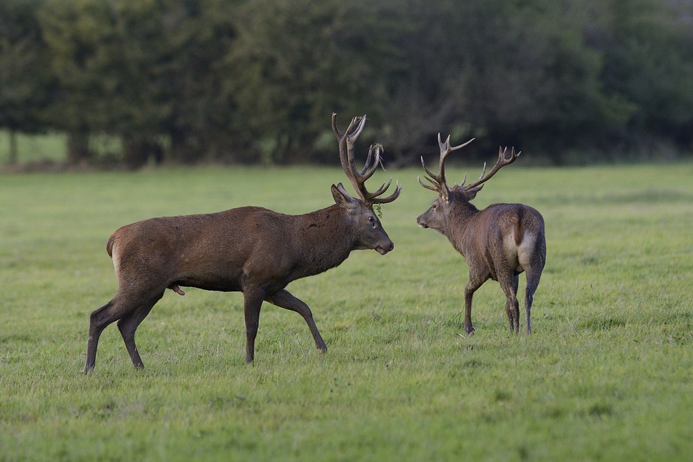 Cerfs au rut