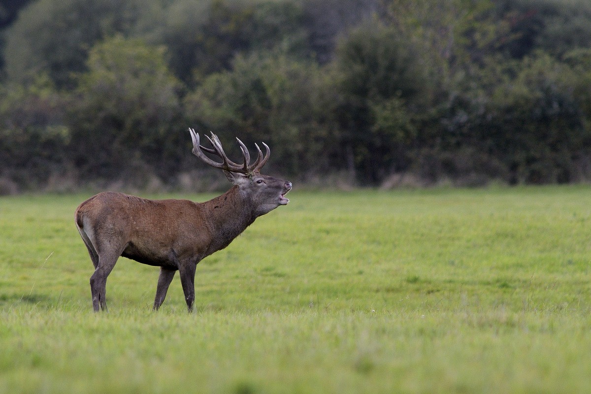 Cerf au brame.