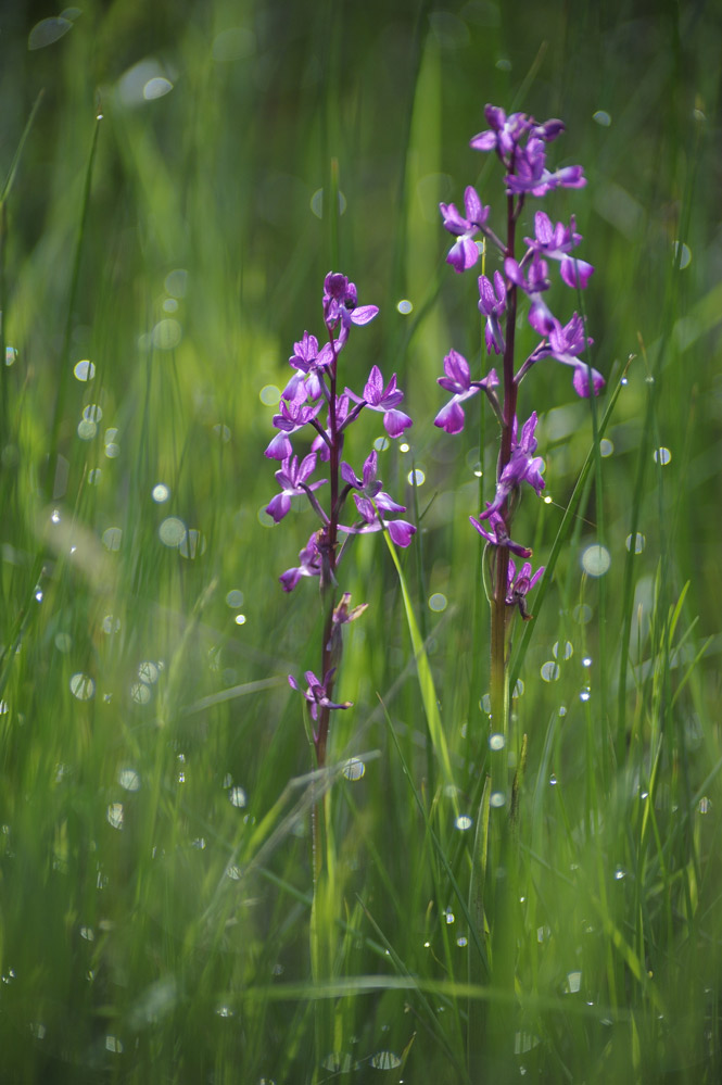 Orchis laxiflora