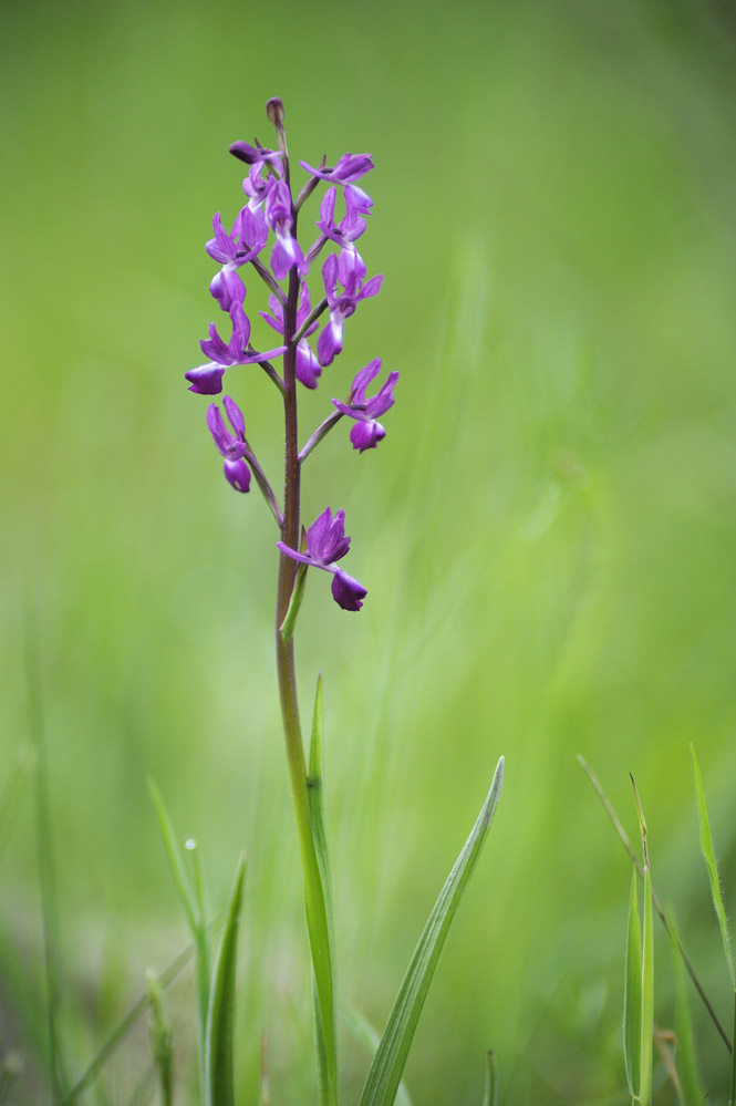 Orchis laxiflora