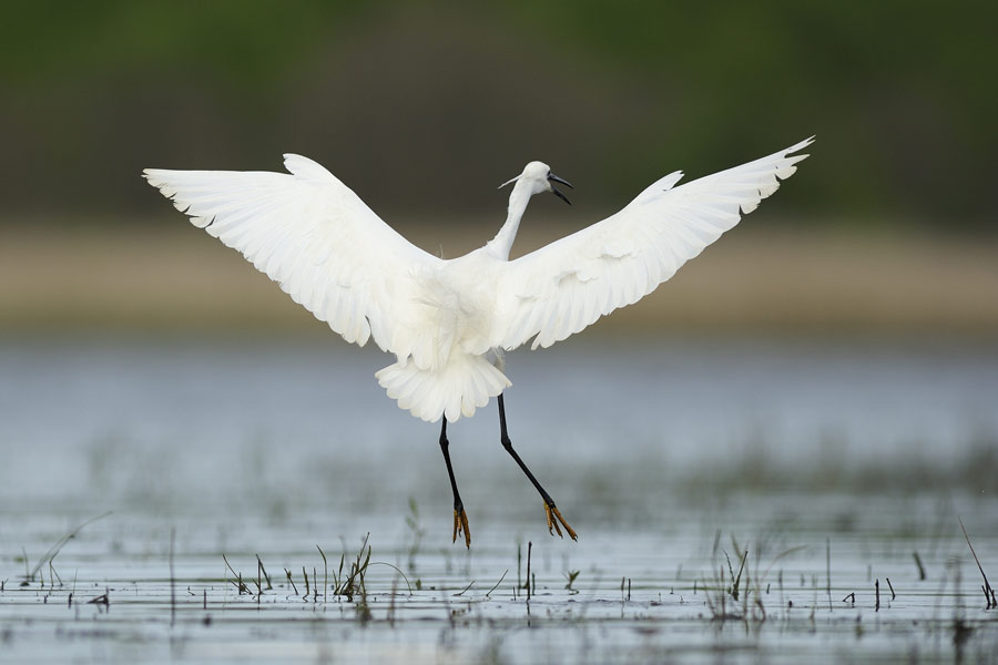 Aigrette garzette