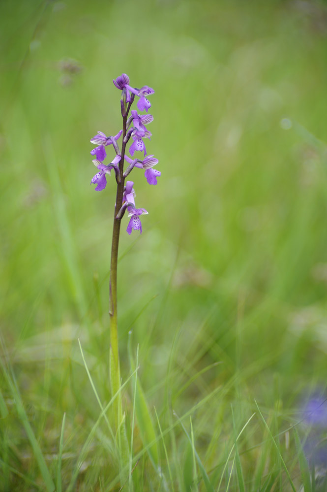 Orchis morio