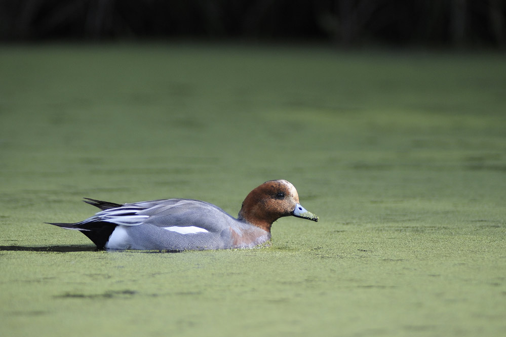 CANARD SIFFLEUR ( mâle )