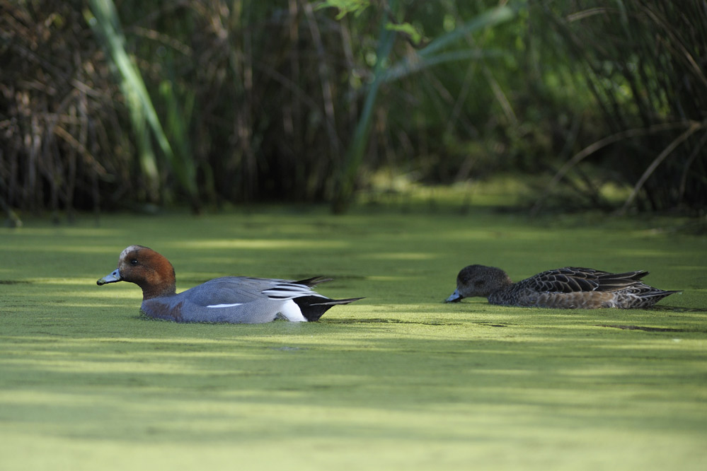 CANARD SIFFLEUR ( couple )