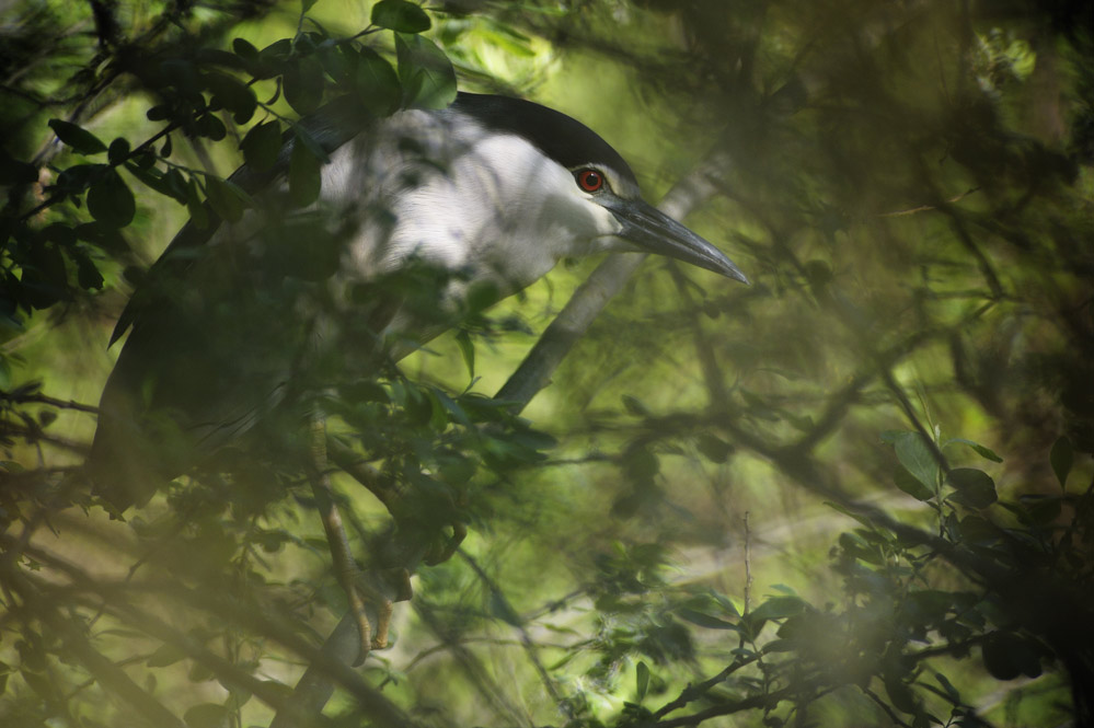 HERON BIHOREAU