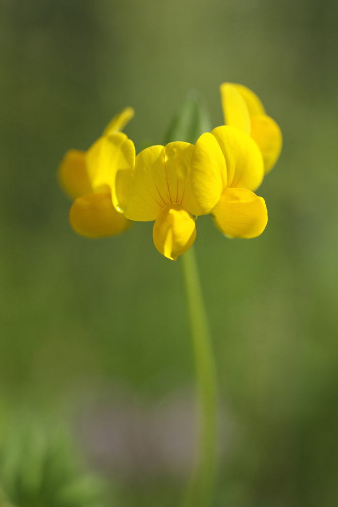 Lotier corniculé