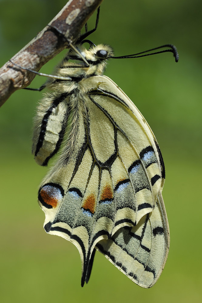 Machaon