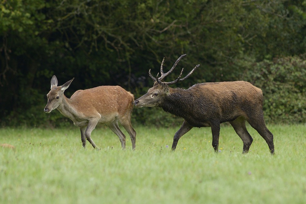 Cerf en rut